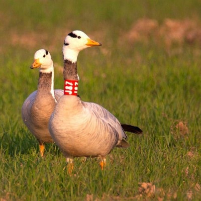 Bar Headed Geese